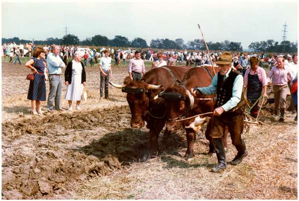 Pfl�gen mit dem Ochsen, 20. - 22. Juli 1984