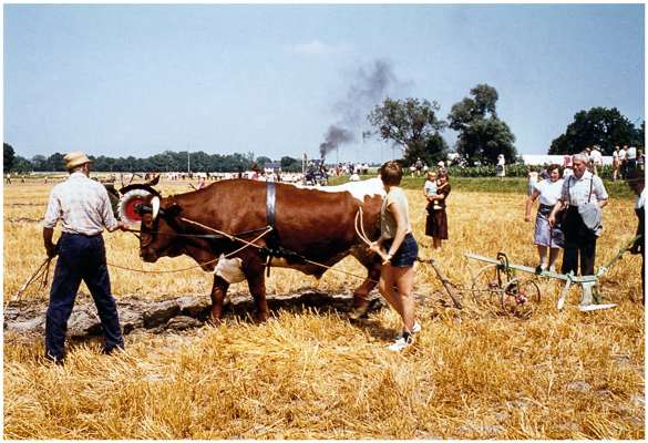 Pfl�gen mit dem Ochsen, 20. - 22. Juli 1984
