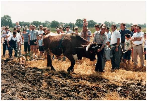 Pfl�gen mit dem Ochsen, 20. - 22. Juli 1984