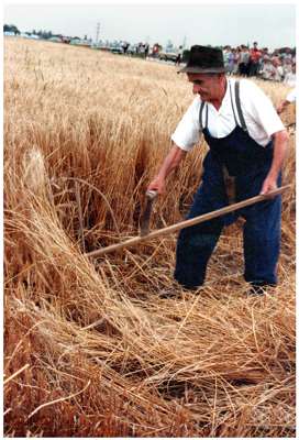 Ernte anno dazumal