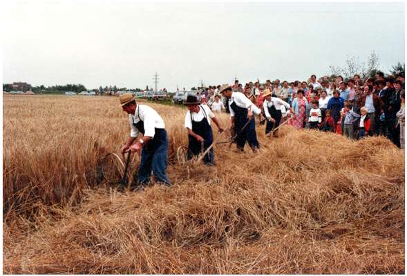 Ernte anno dazumal