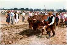 Pflügen mit dem Ochsen, 20. - 22. Juli 1984