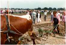 Pflügen mit dem Ochsen, 20. - 22. Juli 1984