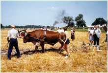 Pflügen mit dem Ochsen, 20. - 22. Juli 1984