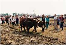 Pflügen mit dem Ochsen, 20. - 22. Juli 1984