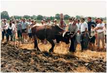 Pflügen mit dem Ochsen, 20. - 22. Juli 1984